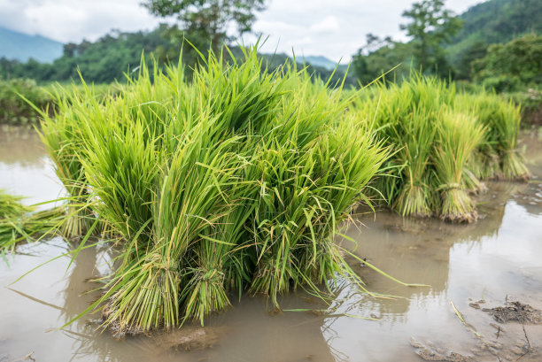 雨季稻田