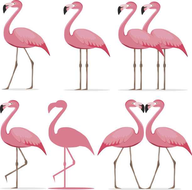 flamingo