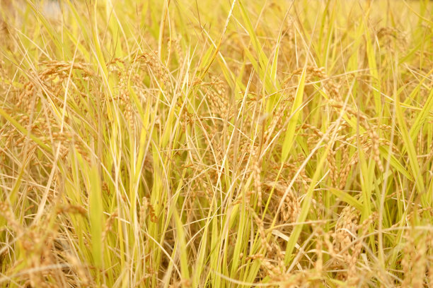 生长中的水稻田