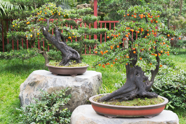 bonsai