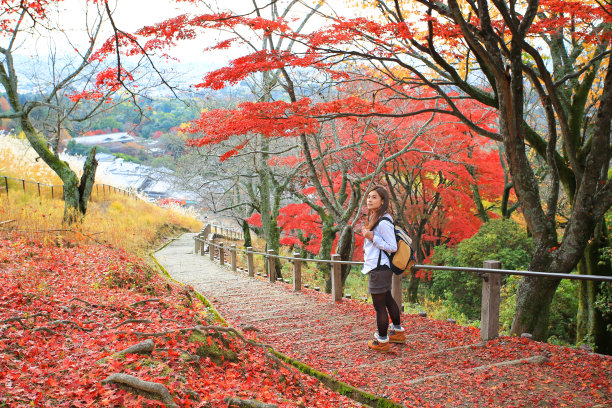 maple