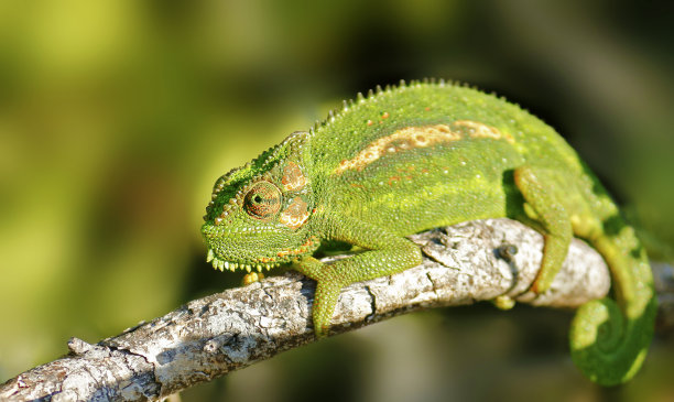chamaeleon