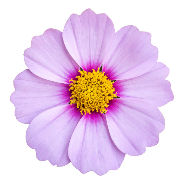 stamens