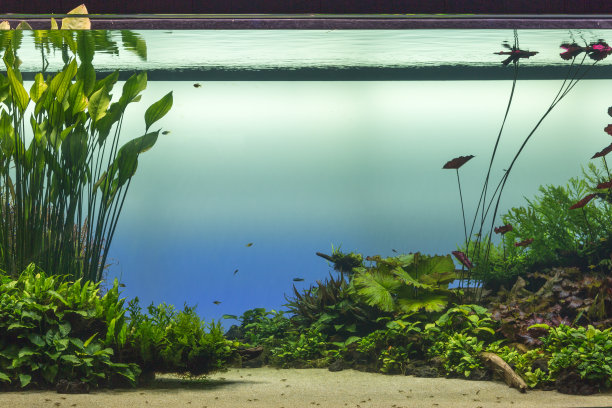 aquarium