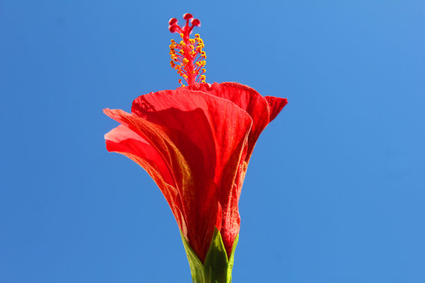 hibiscus