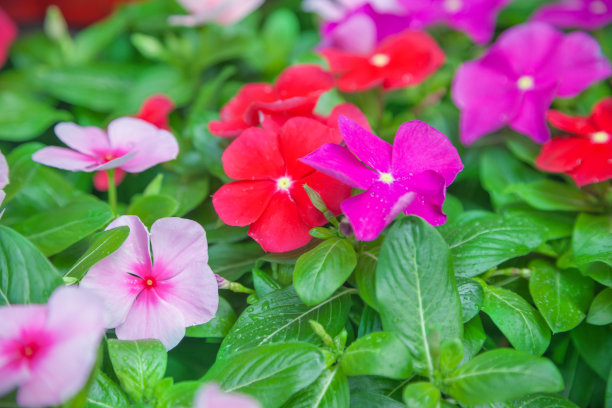 impatiens