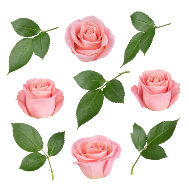 roses