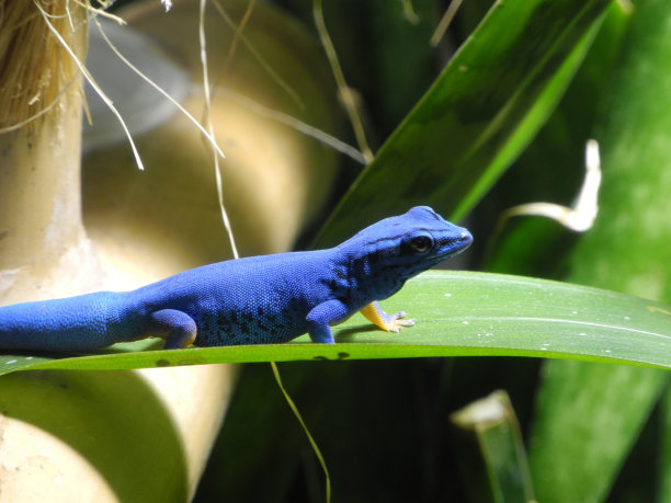 phelsuma