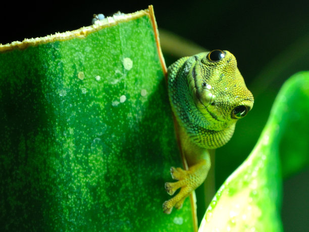 phelsuma
