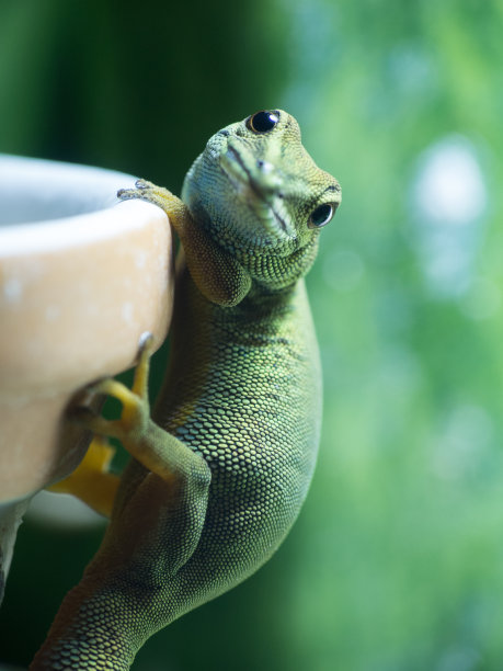 phelsuma