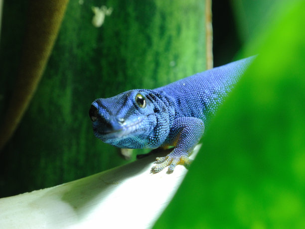 phelsuma