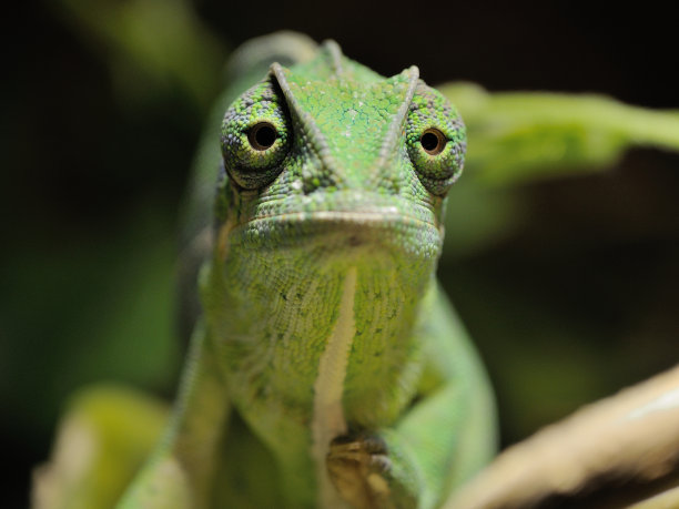 chamaeleon