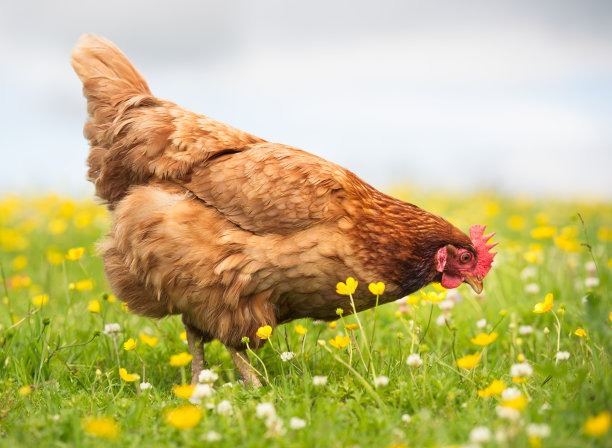 hen