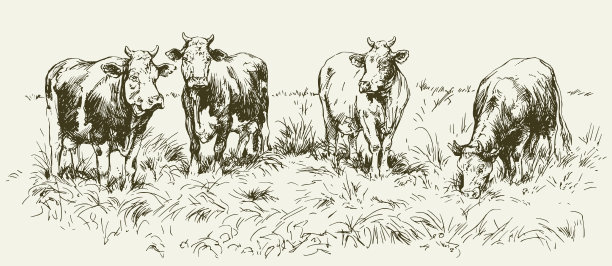 cattle