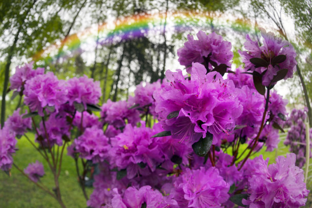 杜鹃花蜜蜂