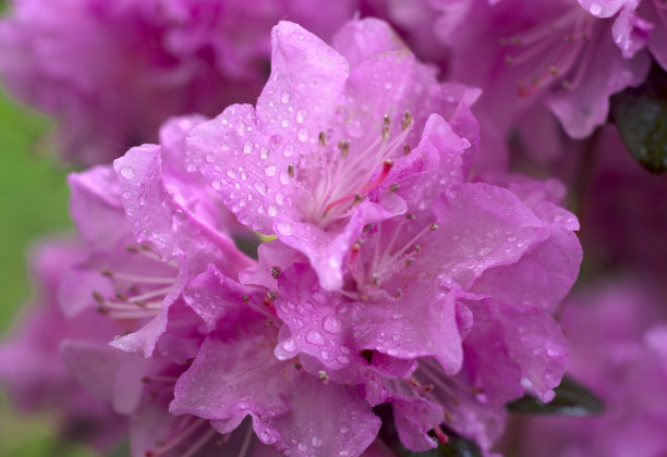 杜鹃花蜜蜂