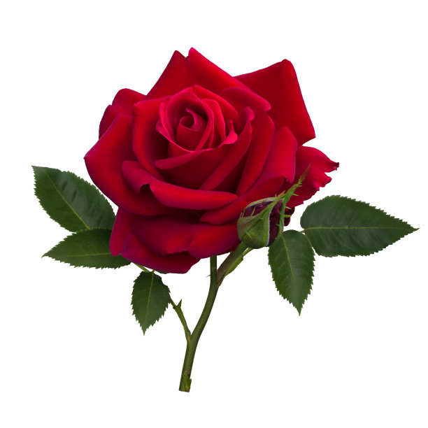 rosa