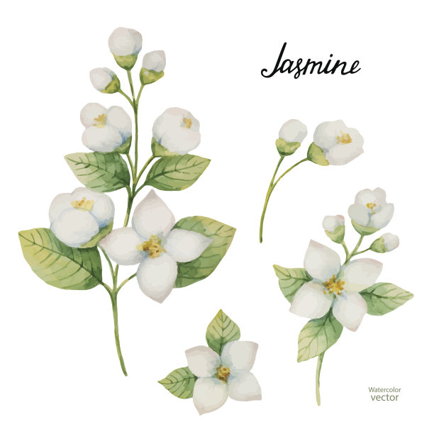 jasmine