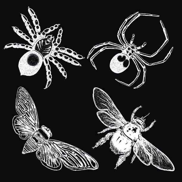 beetles