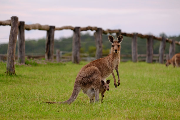 kangaroo