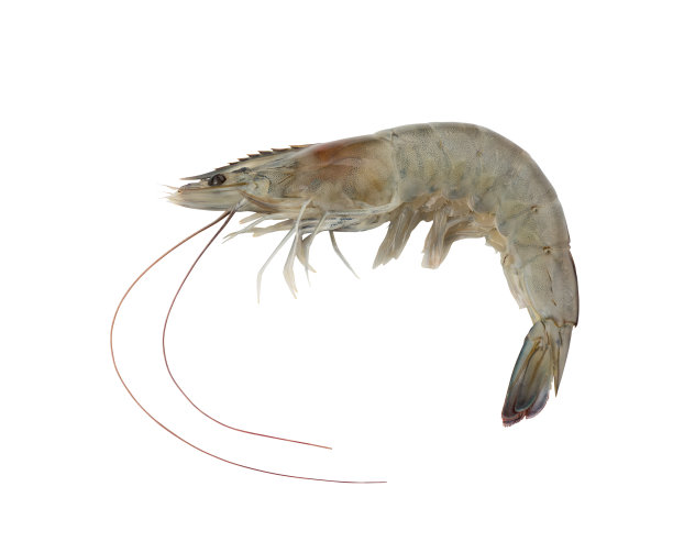shrimp