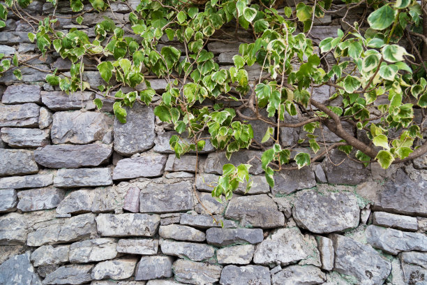 砖墙藤蔓墙面绿植