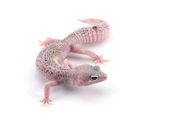 phelsuma