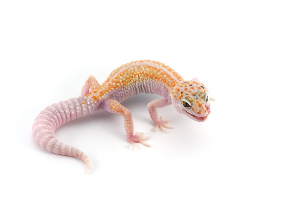 phelsuma