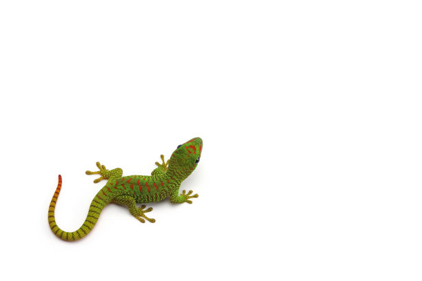 phelsuma