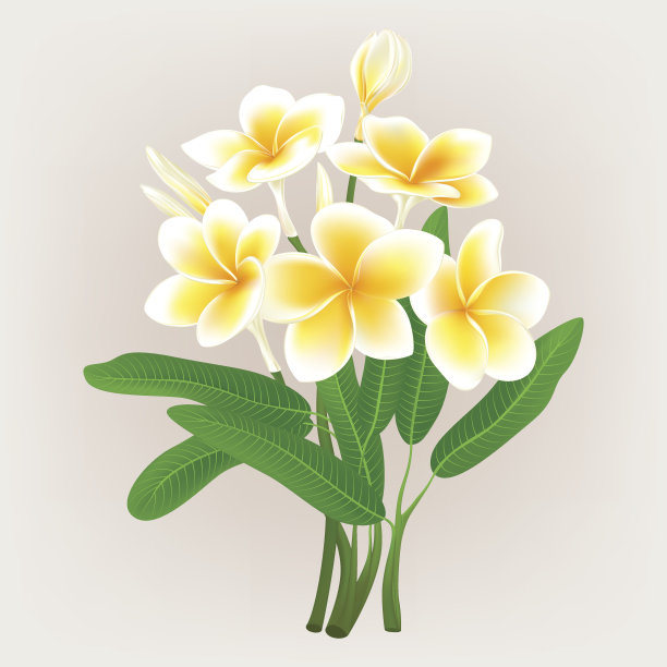 frangipani