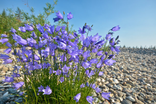hyacinthoides