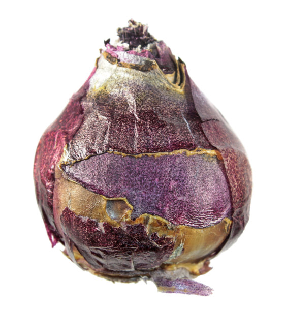 hyacinth