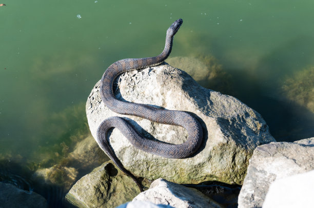 natrix