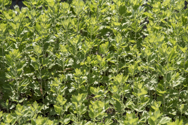mugwort