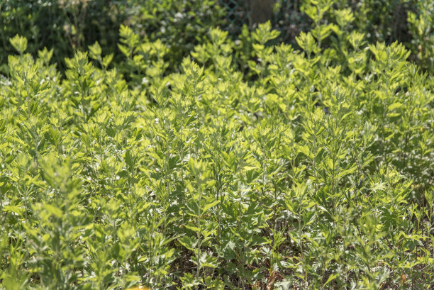 mugwort