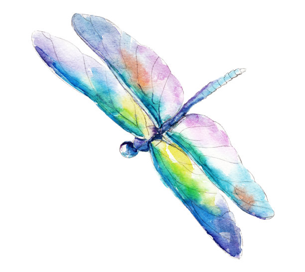 蜻蜓水彩插画