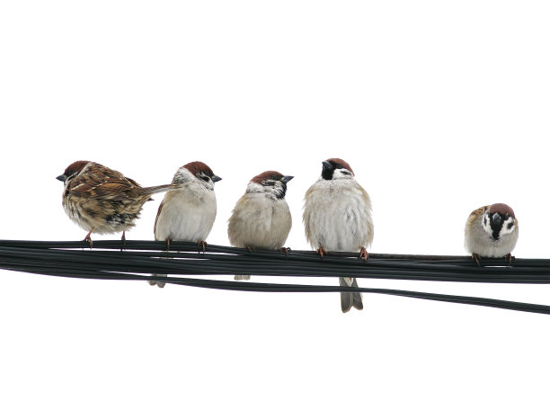 sparrow