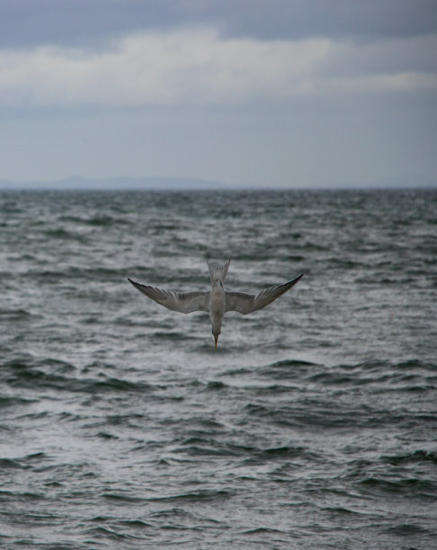 tern