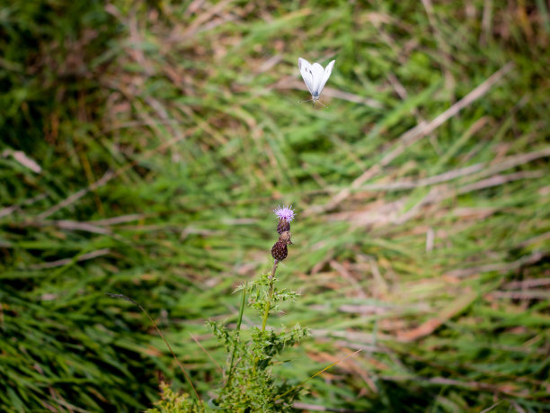 pieris