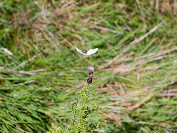 pieris