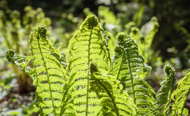 fiddlehead