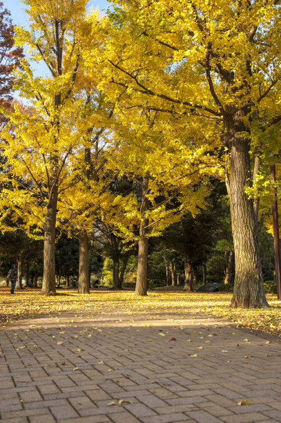 秋季校园的树