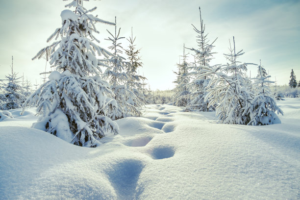 雪中的园林景观