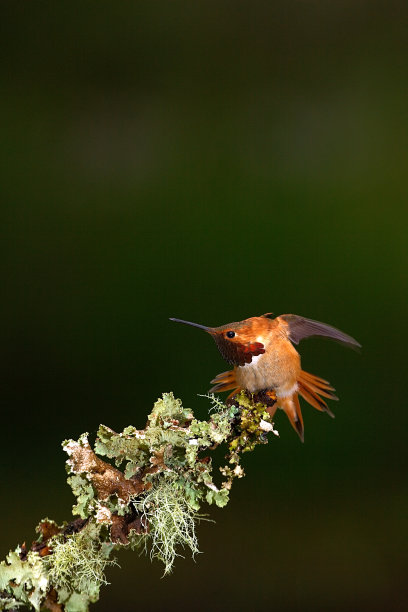 红褐色蜂鸟