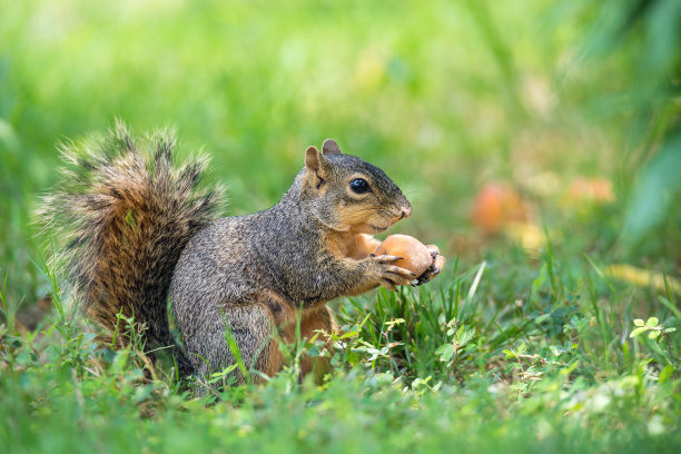 squirrel