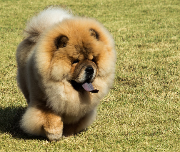 chow