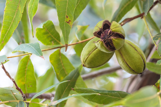 pecan