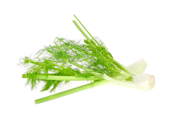 fennel