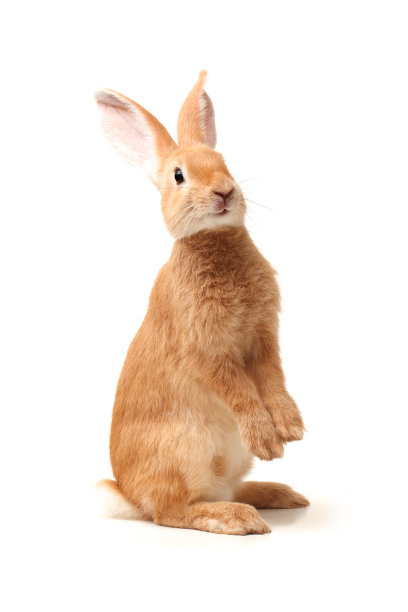 bunny