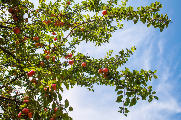 orchard